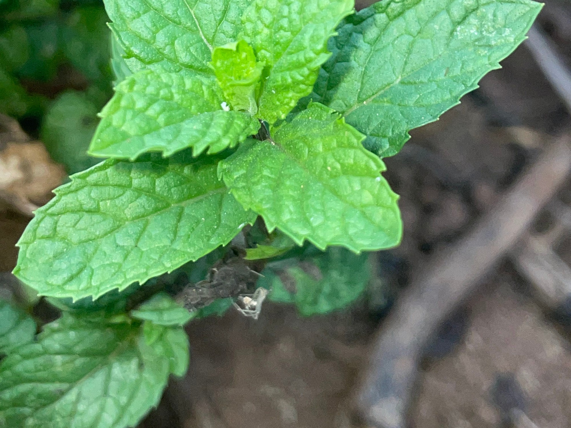 Mint essential oil