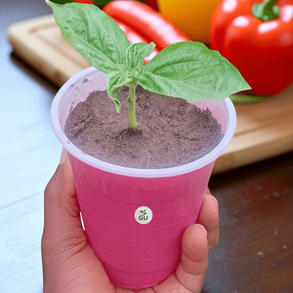 GU Sweet basil seedlings in a red cup with peppers