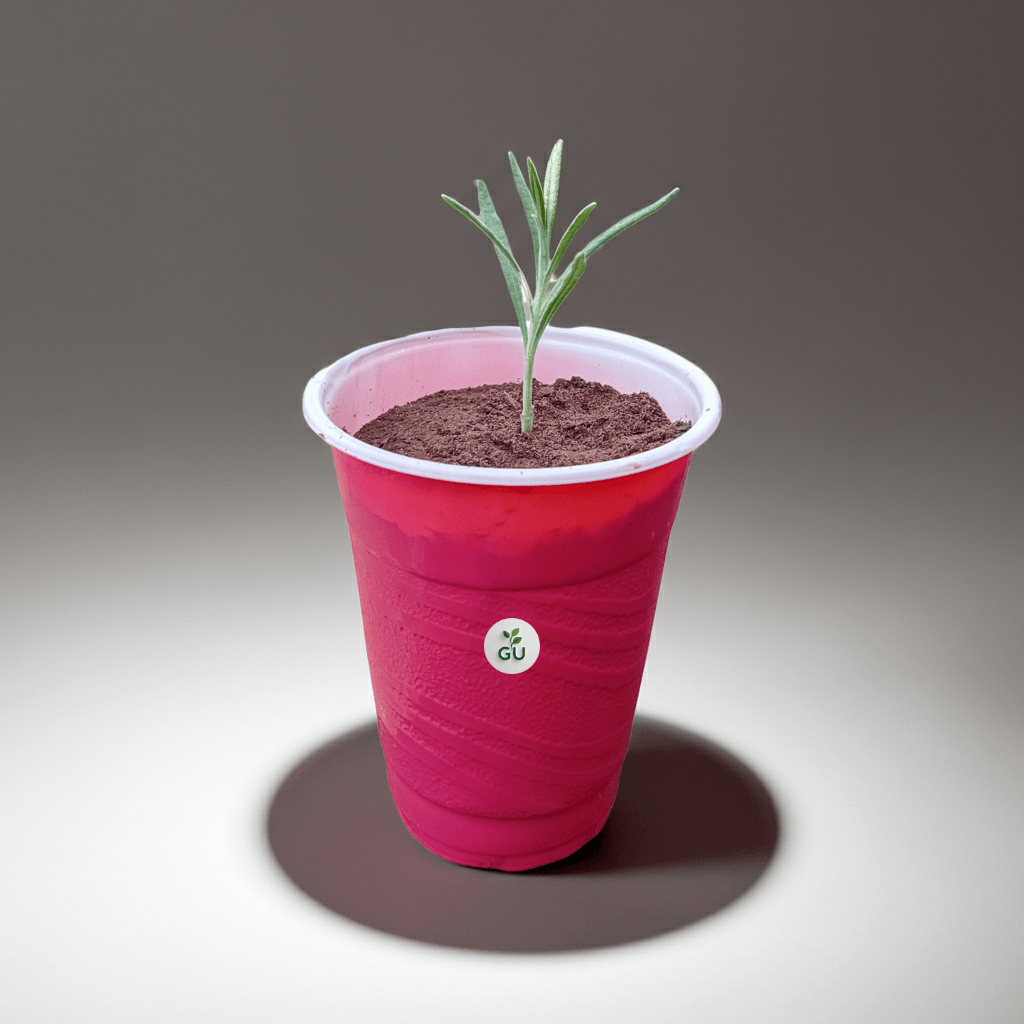 GU Lavender seedlings in a red cup with shadow