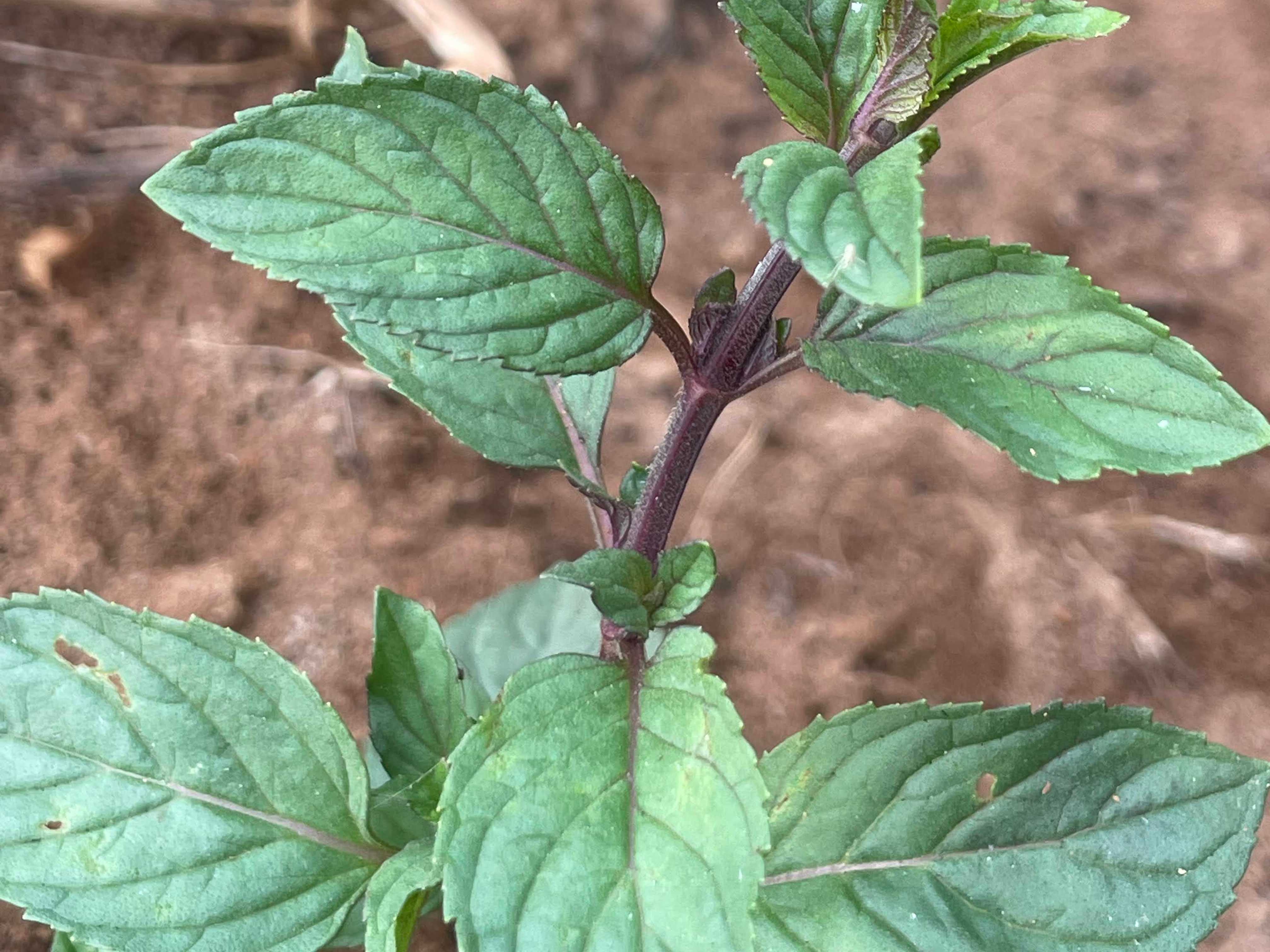 Fresh mint leaves