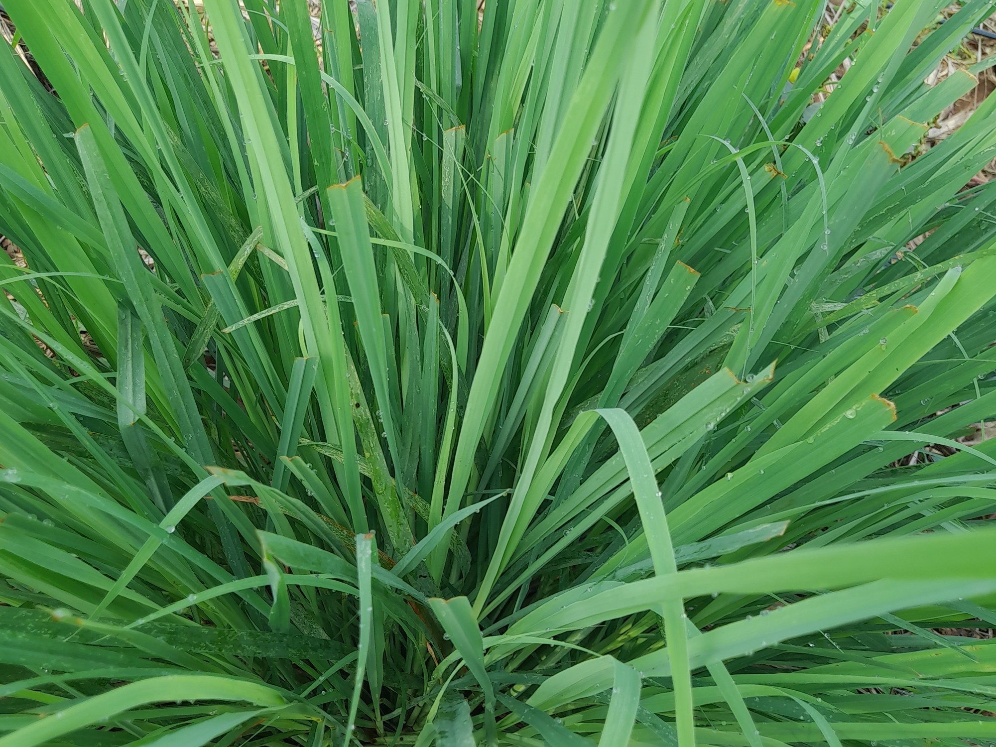 Fresh lemongrass plants