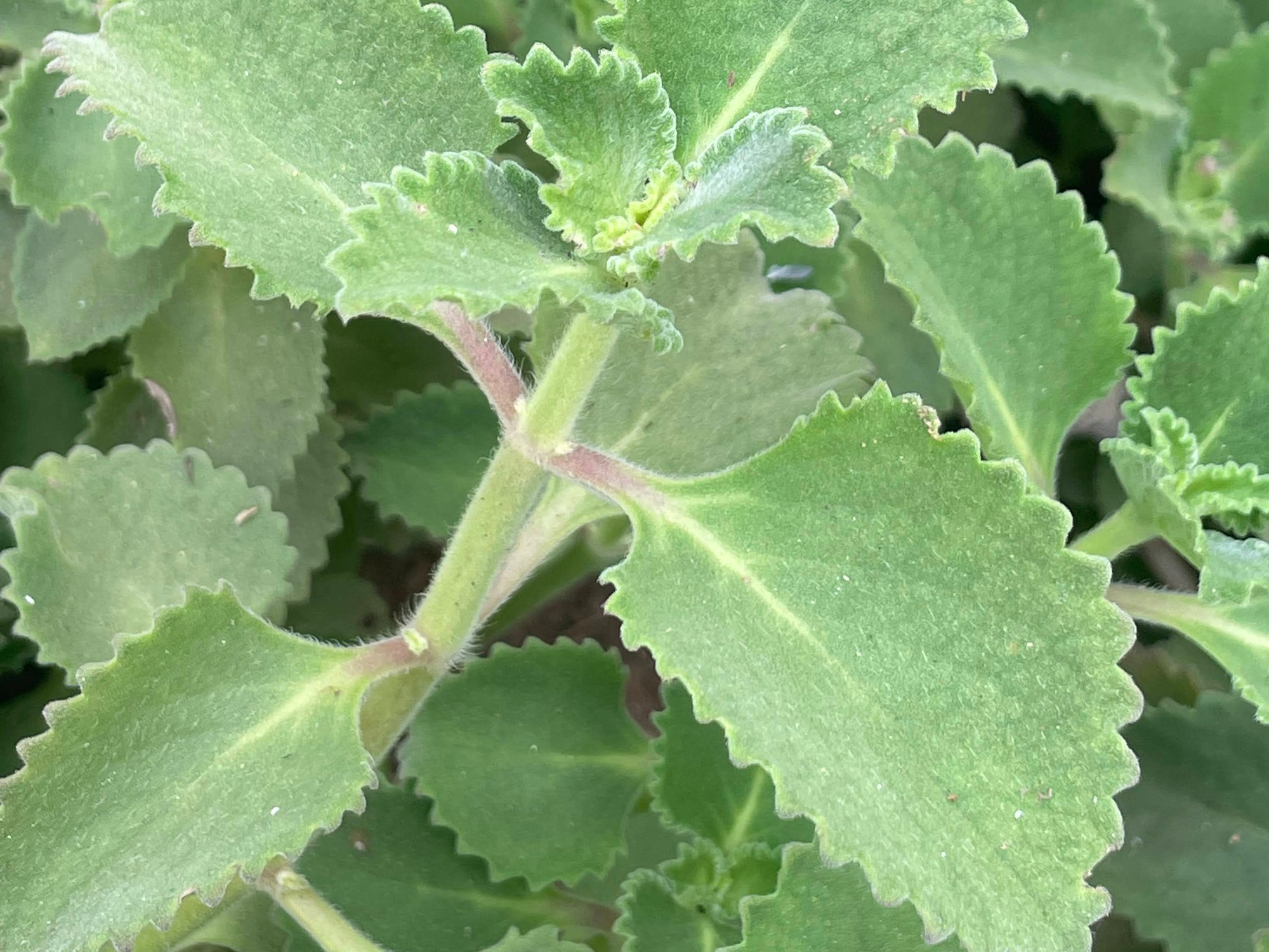 Fresh Indian borage plants