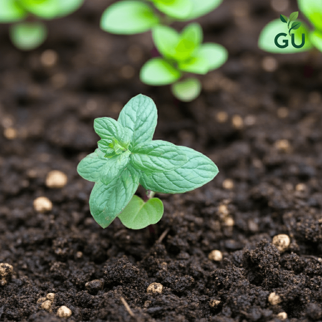 Spearmint Seedlings in a Red Cup 2