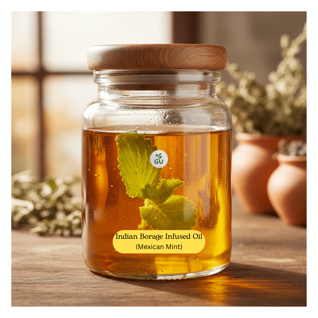 GU Indian borage infused oil in a jar with red pots