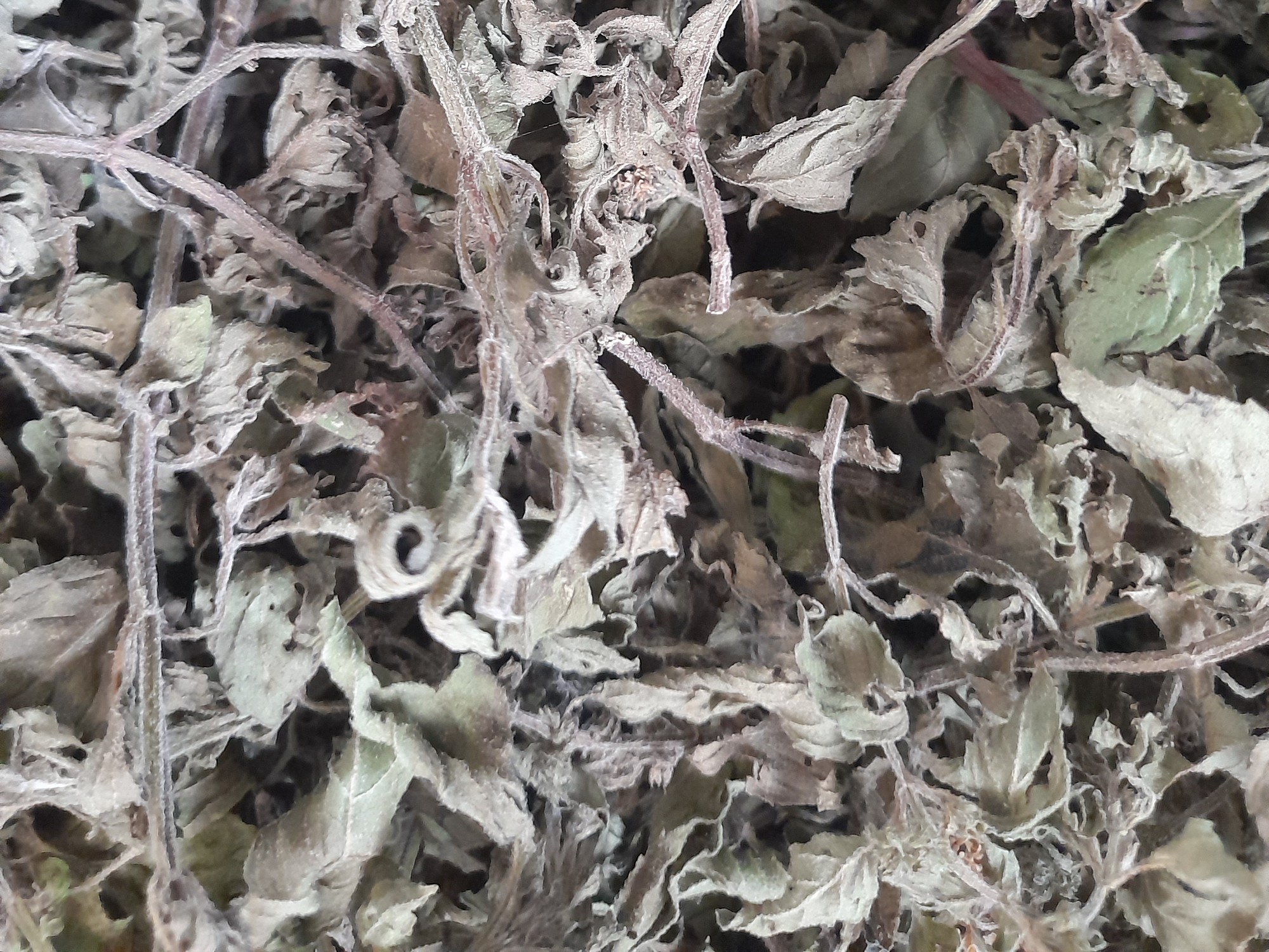 Dried menthol mint leaves