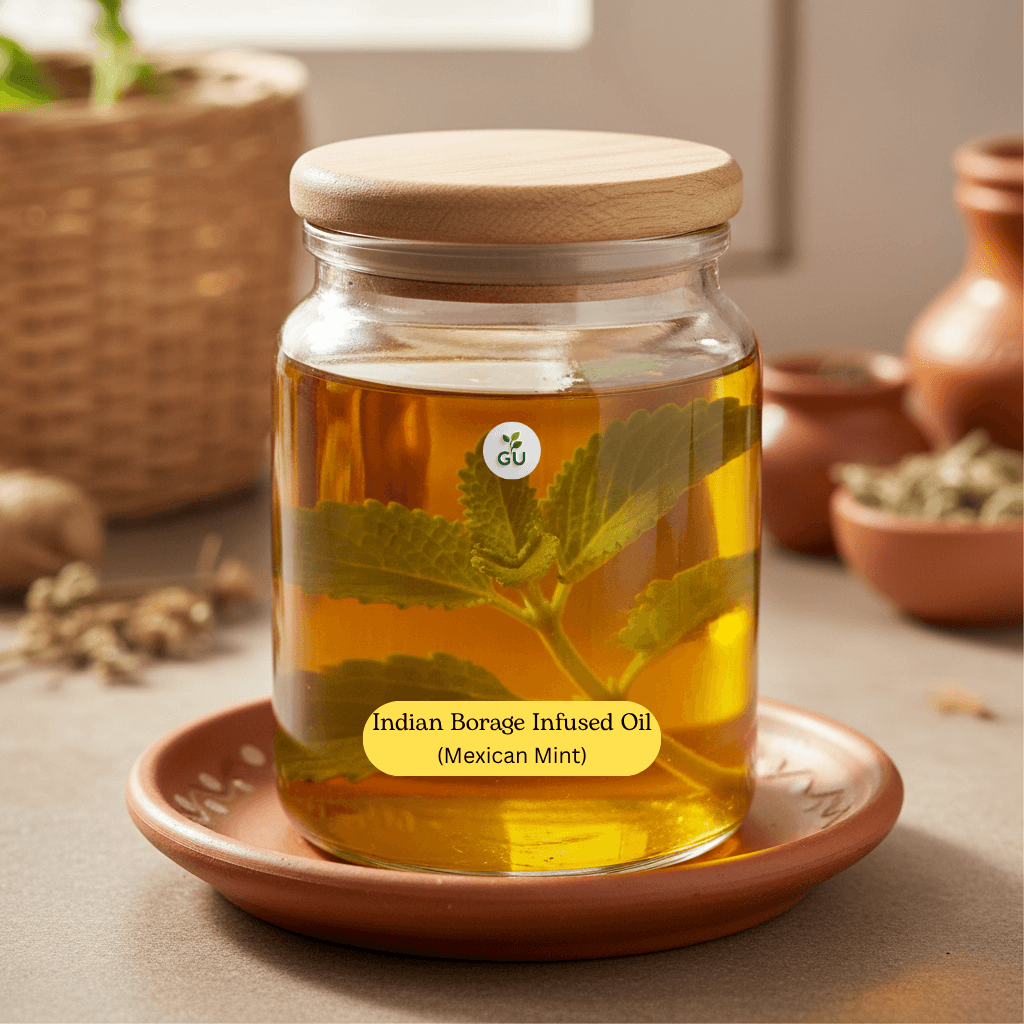 GU Indian borage infused oil in a jar in traditional style