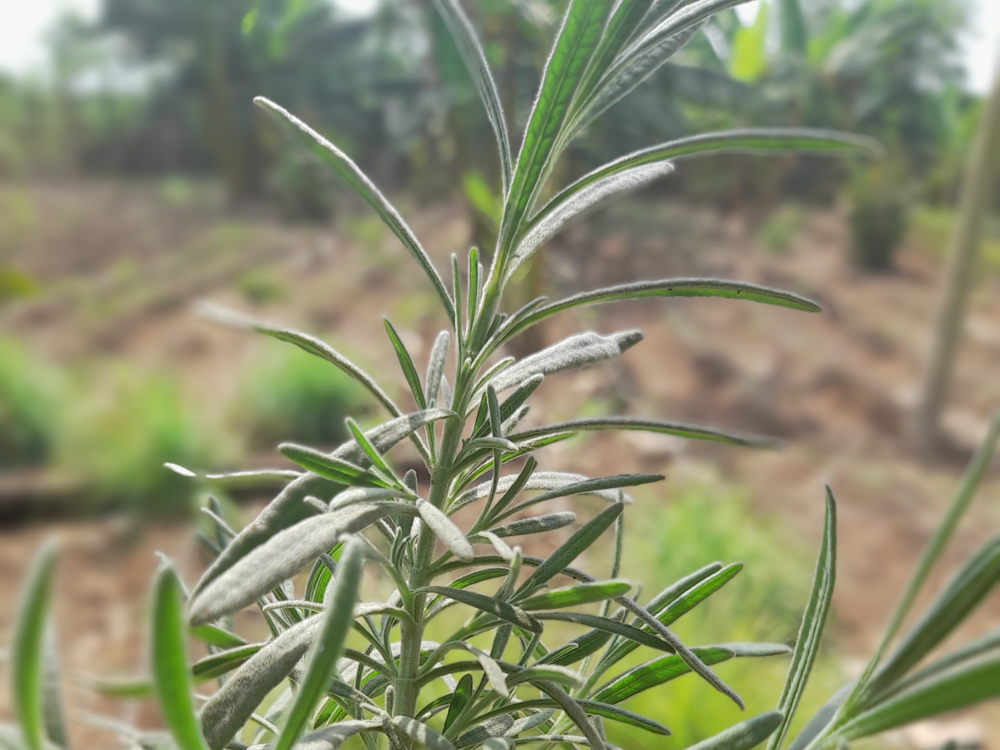 All-natural dried lavender plants
