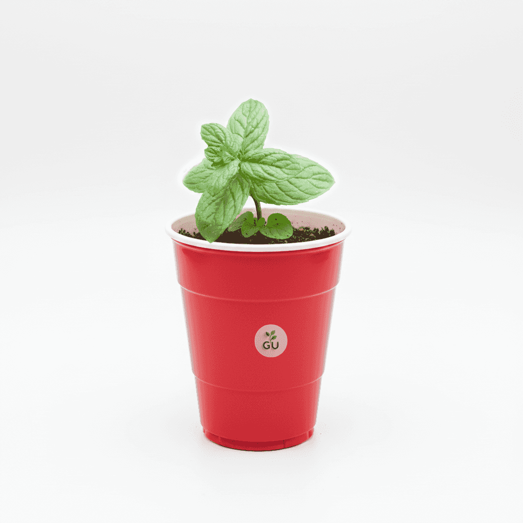 Spearmint Seedlings in a Red Cup