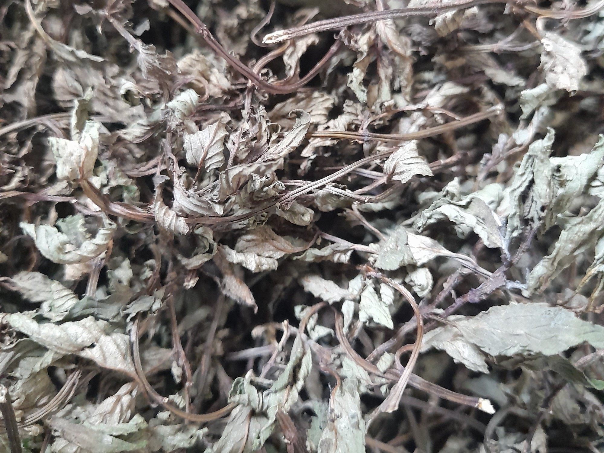 All-natural dried peppermint leaves