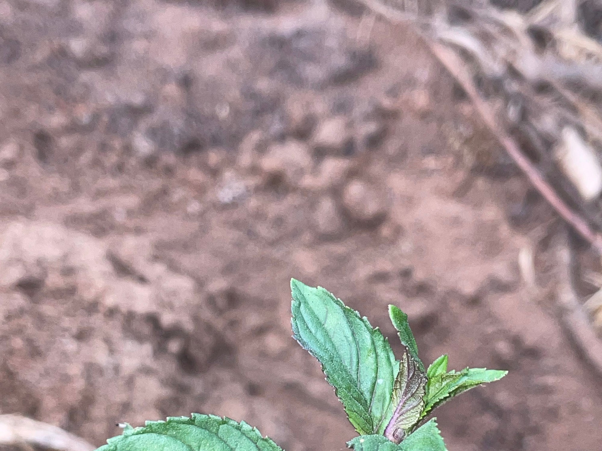 Peppermint seedlings