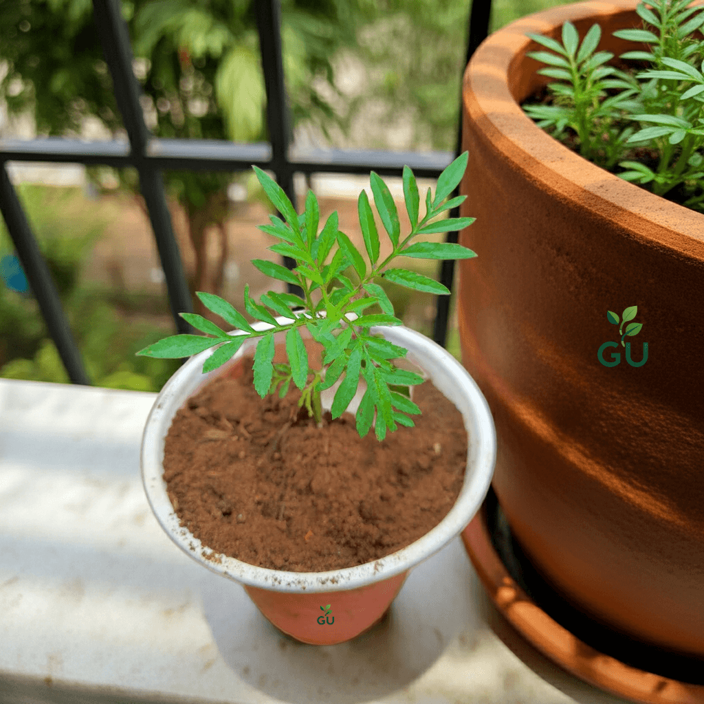 Plant Seedlings