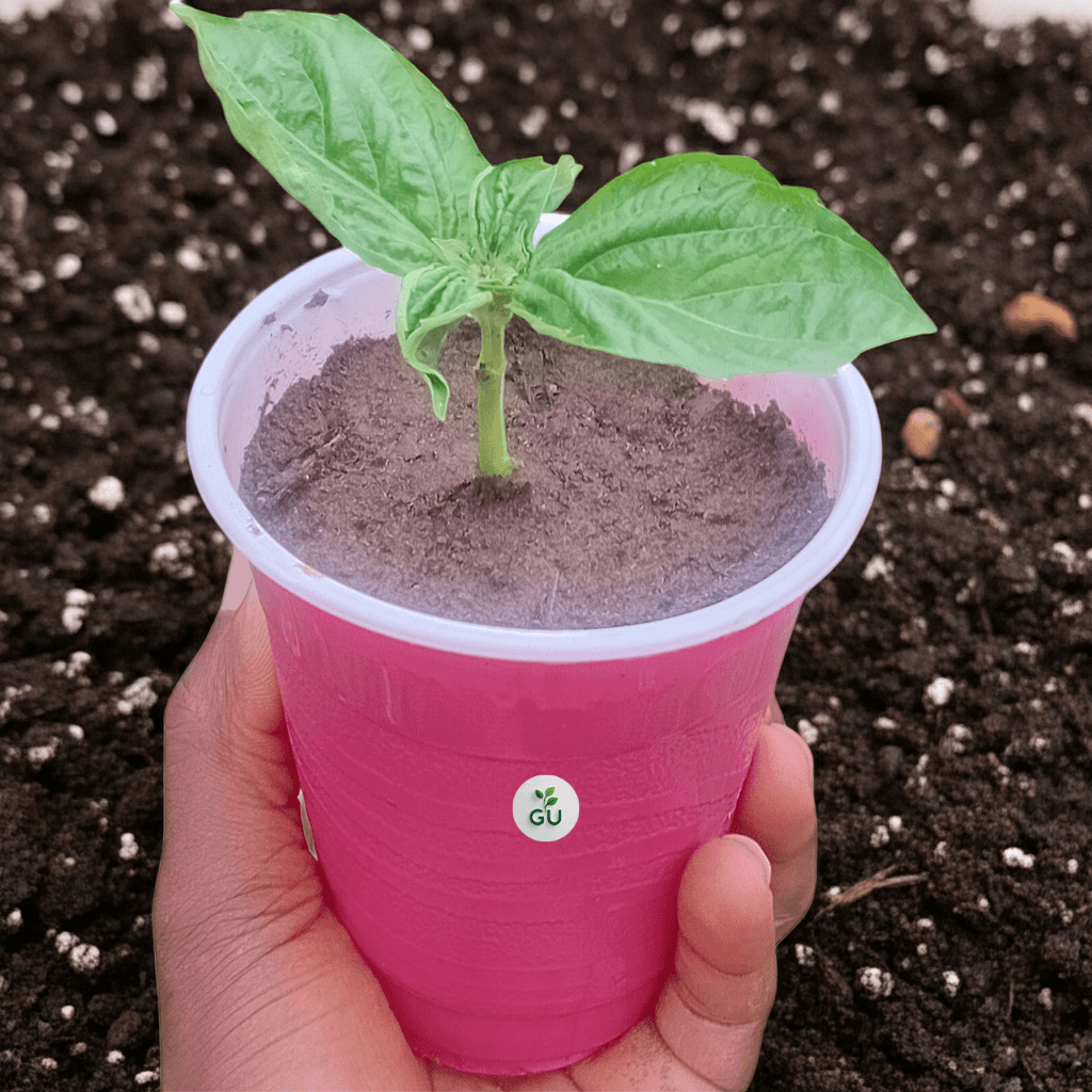 GU Sweet basil seedlings in a red cup with garden soil