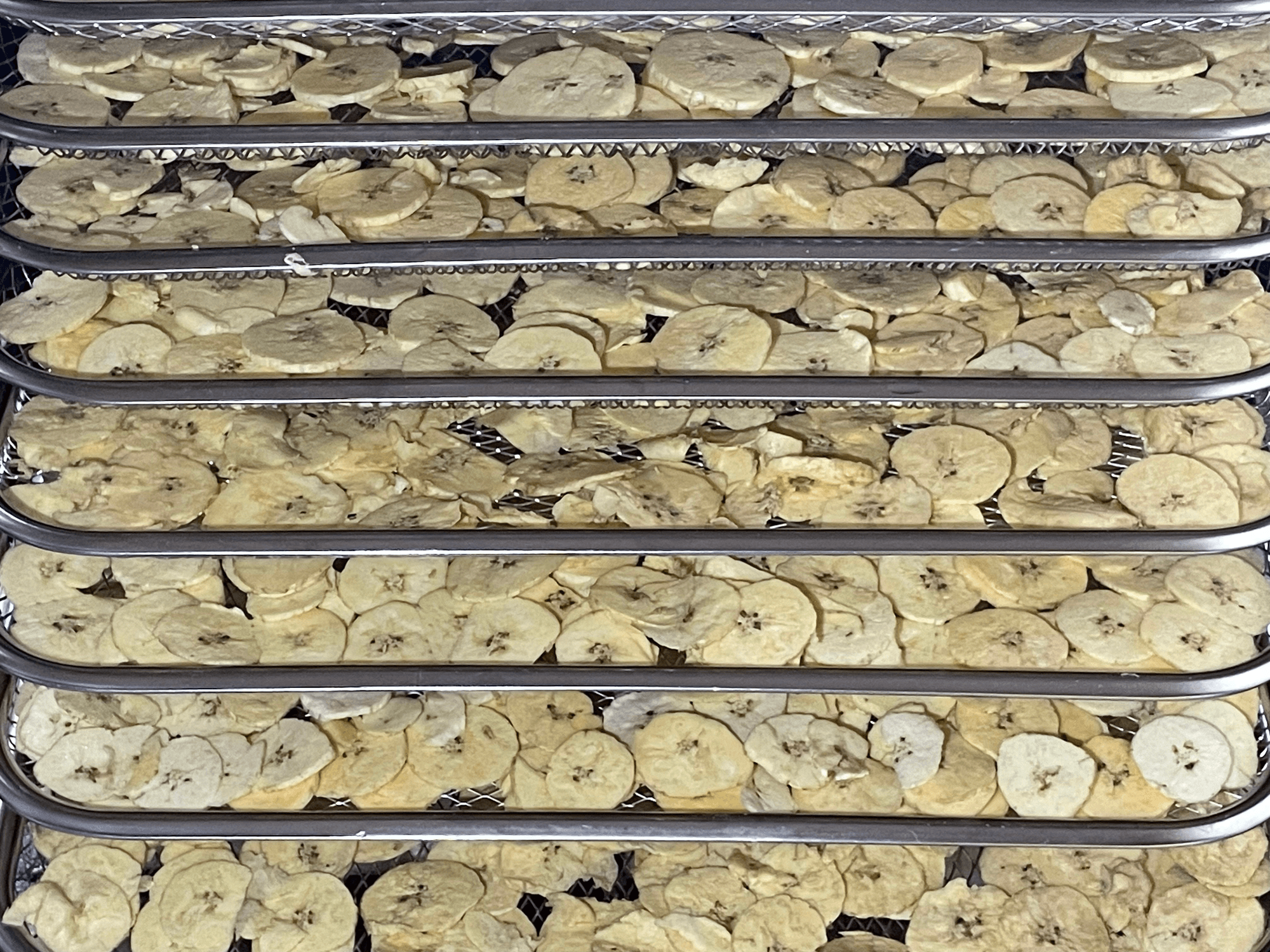 Fresh sliced plantains on dehydrator trays