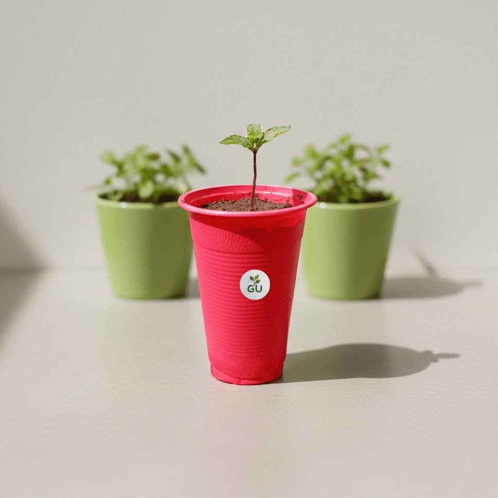 GU Mint Seedling in a Red Cup with 2 Green Flower Pots