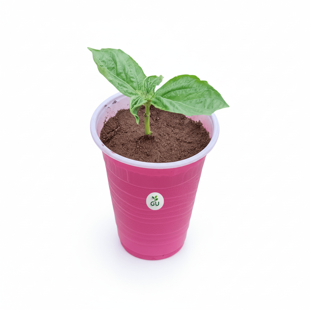 GU Sweet basil seedlings in a red cup with white background