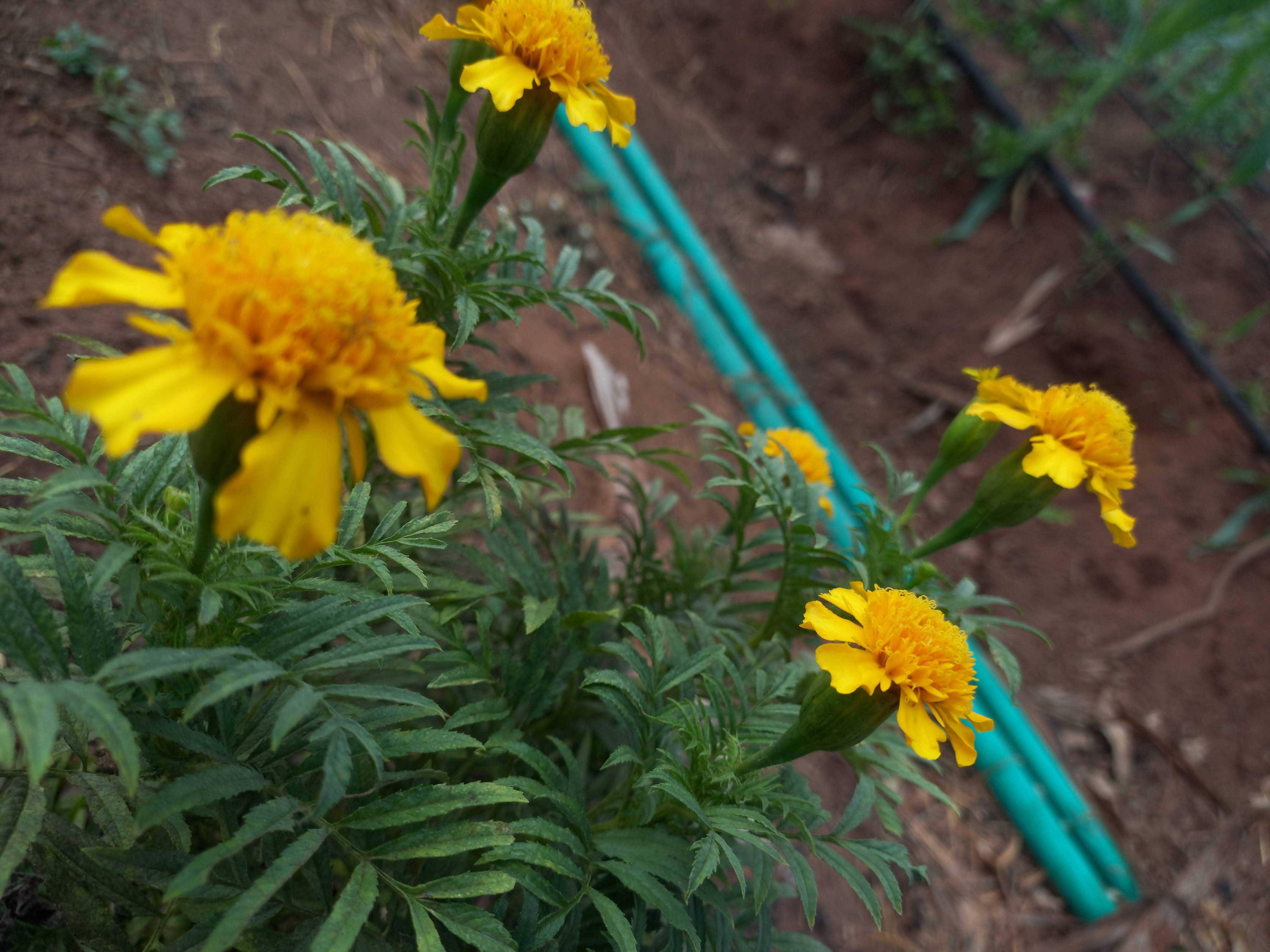 Fresh Marigold flowers