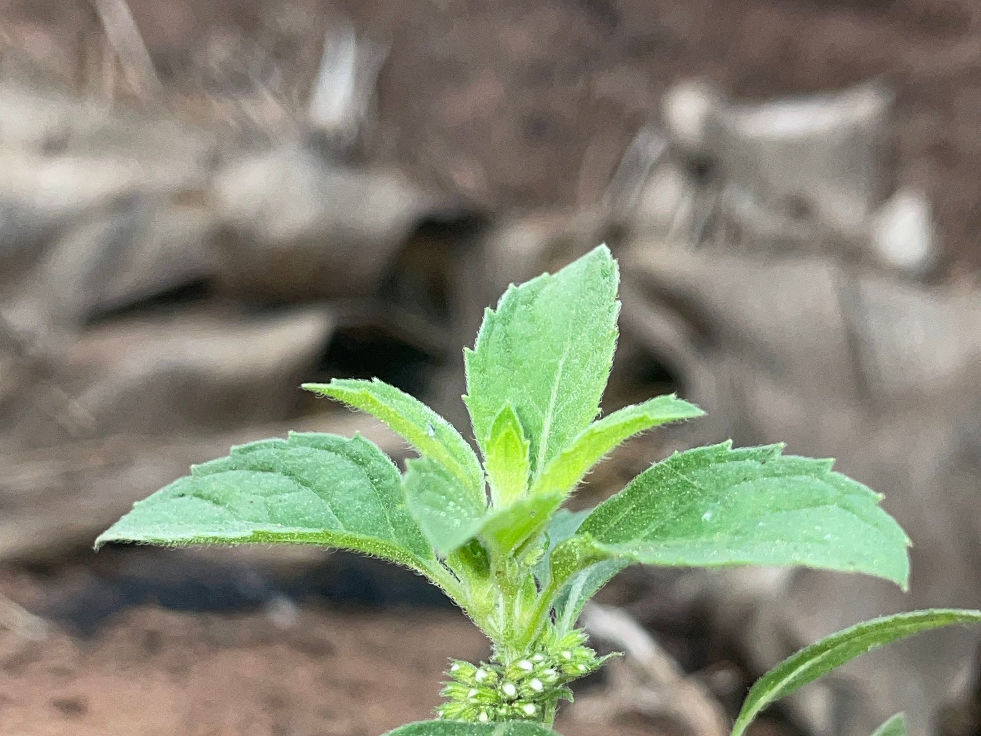 Menthol mint seedlings