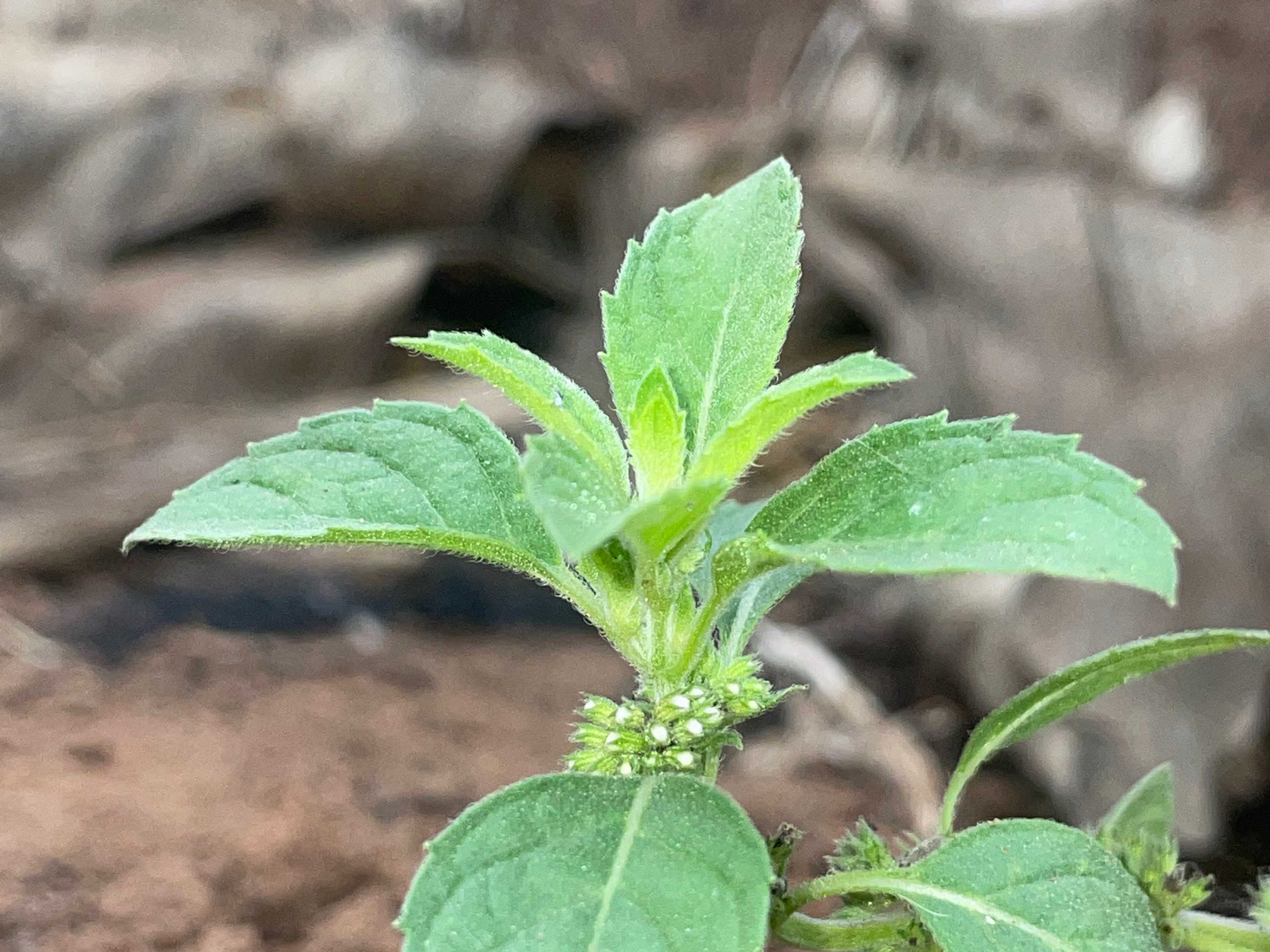 Fresh oregano