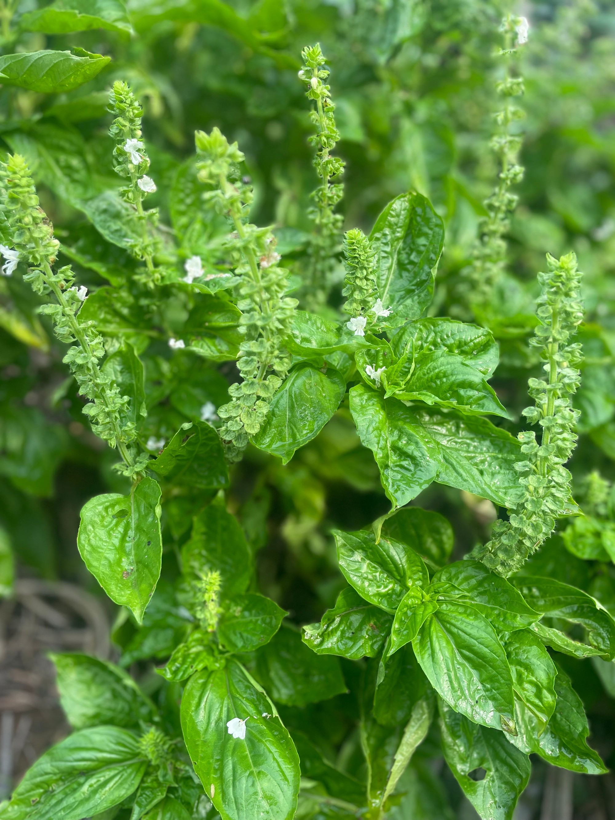 All-natural dried sweet basil leaves