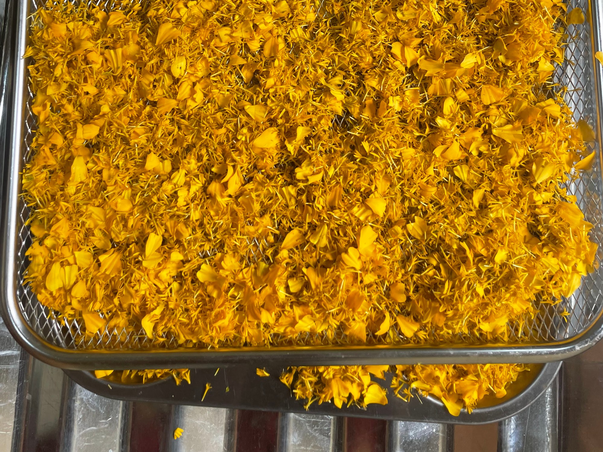 Fresh margold petals on a dehydrator tray