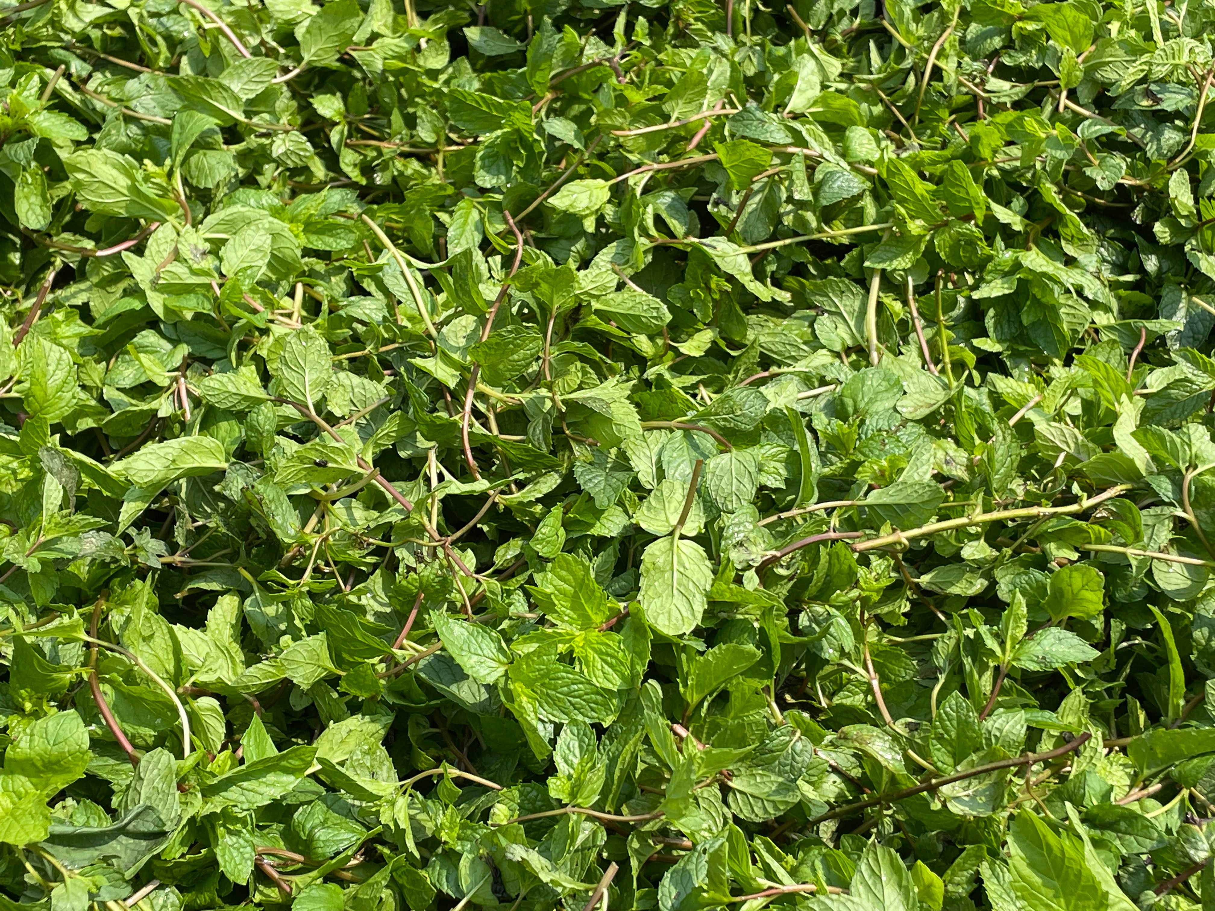 Fresh herbs