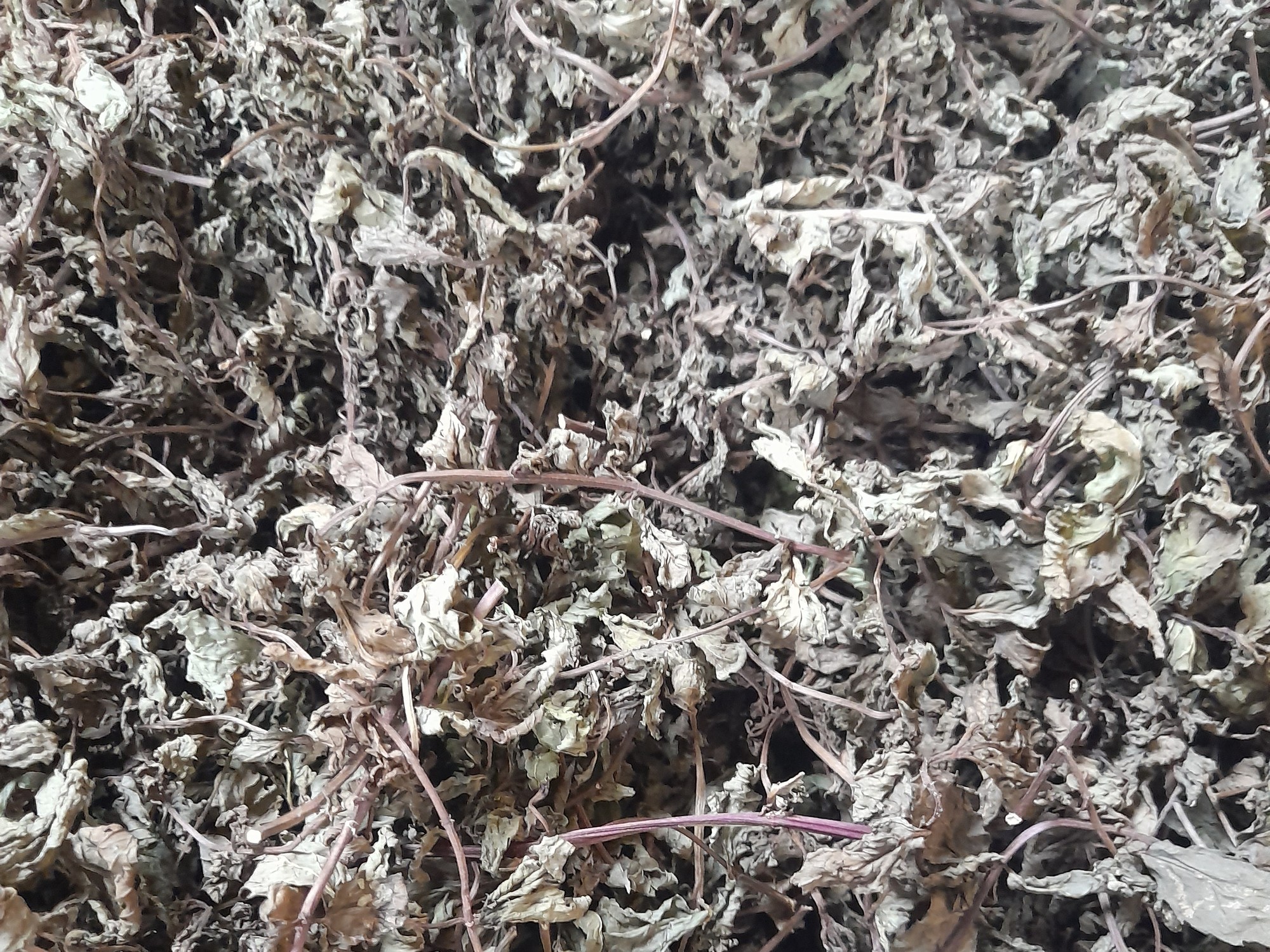 All-natural dried mint leaves