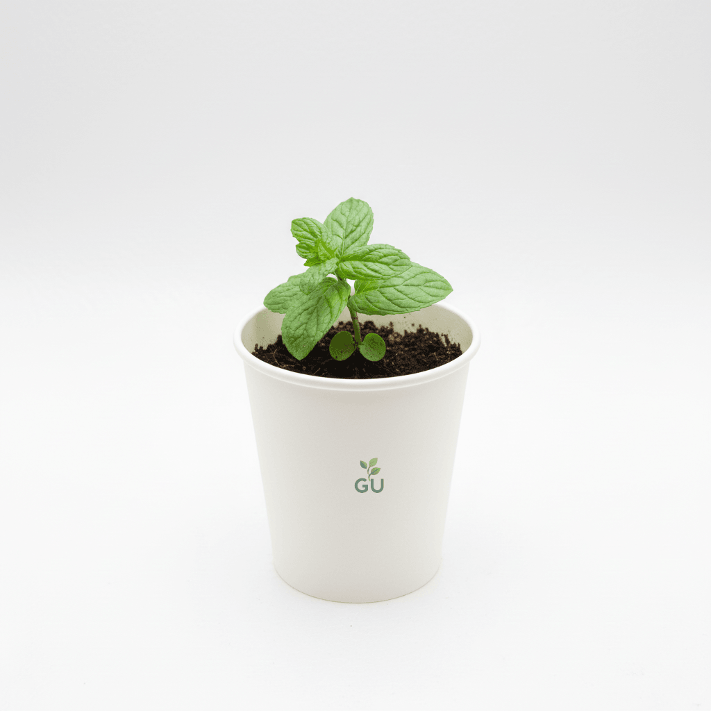 GU Spearmint Seedlings in a Red Cup 2