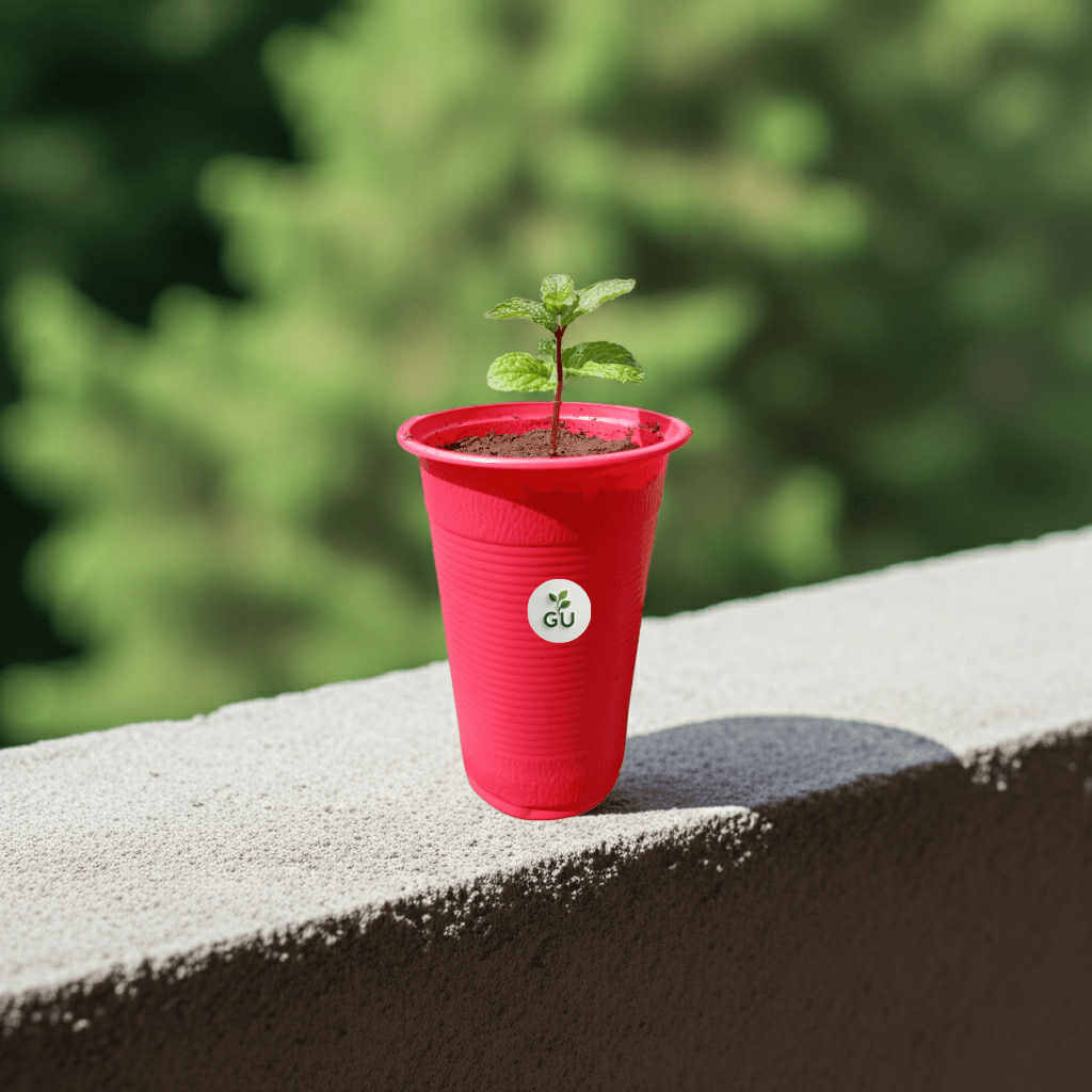 GU Mint Seedling in a Red Cup on Balcony