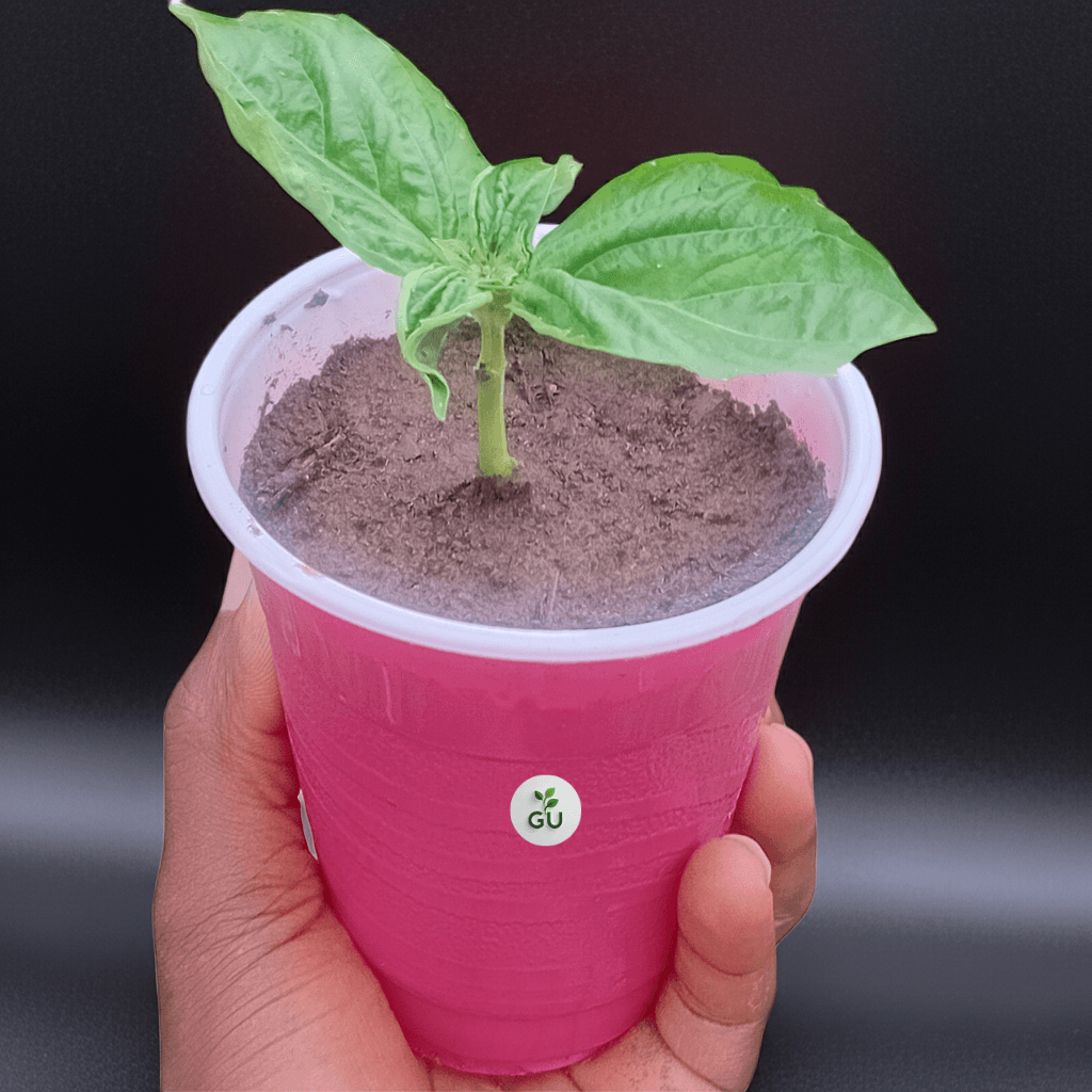 GU Sweet basil seedlings in a red cup with shadow