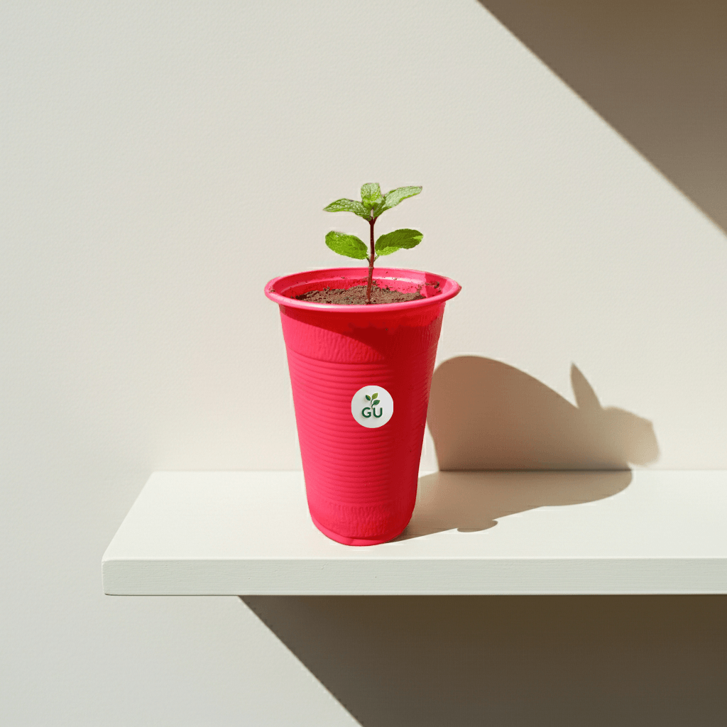 GU Mint Seedling in a Red Cup on a Hanging Shelf